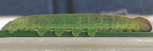 Larvae